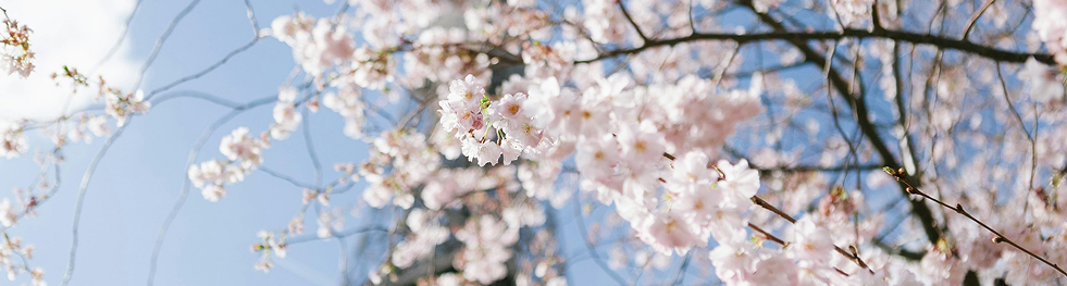 パリシェモア - パリの短期アパート、短期滞在（留学）アパルトマンをご紹介